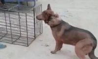 狗狗被贩卖不愿进笼子,狗贩子一言不合踹两脚,画面让人揪心