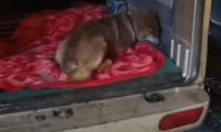 因犬瘟后遗症，能跑能跳，品相不错的小柴犬就此被抛弃，小哥：愿你幸福