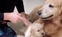 狗儿子犯错被教训，大金毛死活都拦着主人
