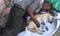 狗狗陪主人家漂泊云泥,每日不离不弃,不嫌贫爱富!