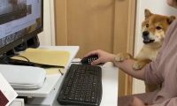 “你怎么可以看别的狗！”柴犬见主人在网上偷看别的狗，狂吃醋