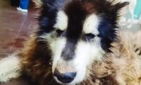 被主人抛弃的阿拉斯加犬,生命永远停在了3岁