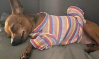 小狗横过马路被车撞 两主人痛失爱犬伤心欲绝