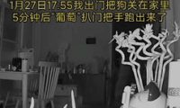 狗狗扒门偷偷跑出，被邻居带回家中虐杀抛尸