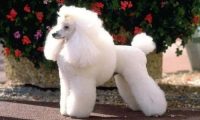 贵宾犬享受贵宾般待遇 逛银行成为VIP用户