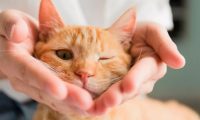 猫狗不感染人类新冠病毒，请善待其他生命！