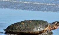 小狗和海龟在佛州海域遇险 得好人帮助获救