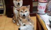 主人发吃的 4只柴犬坐成一列等吃的