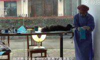 居民联手物业号召给流浪猫狗做绝育手术 不要再伤害无辜的小动物了