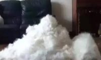 萨摩耶被送去寄养，宠物店通知：你家狗偷了我的笼子，你管不管吧