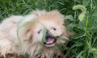 京巴犬的求生之路，用两条腿爬行啃食路边草，遇上好心人终被救！