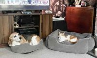 猫占狗床，贪婪的猫偷走善良的小猎犬的床，这都是爱啊