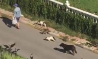 出门被猫狗和鸟包围,在逃迪士尼公主?