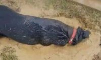 男子发觉院子一条受困黑狗,结论看到狗狗的双眼后赶快援救