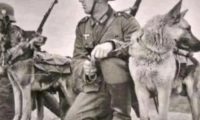 1950年二战军犬偶遇杀害主人的凶手，上前咬死凶手后，结局如何