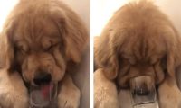 黄金猎犬为享用冰块 不顾形像把鼻塞杯子里