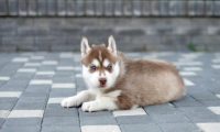 铲屎官出门遛狗，竟同时捡到法斗和哈士奇，原主人为什么如此狠心