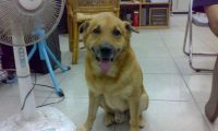 陪伴15年的消防犬辞世 队员大呼舍不得