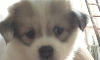 男孩狠狠地的把狗狗摔地面上,女生了解前因后果后心疼的怀着狗狗回家了