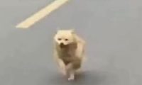 小主人离家,爷爷家狗狗追8公里不肯回!别追了别走丢!