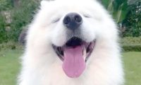 男子教唆犬只攻击他人宠物狗
