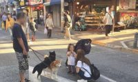 主人家养了二只柴犬，带他们外出溜达，結果溜达姿态遭看热闹
