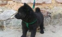 男子花300元买五黑犬,卖家想花重金买回,却被拒之门外