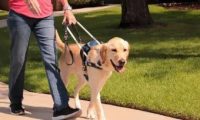 携导盲犬坐火车须带“四证”