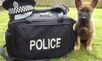 警犬考试不及格,结果被学校“开除”,委屈的样子让人心疼