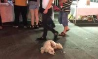 流浪狗被地摊老板收养，为报恩每天陪主人熬夜摆摊