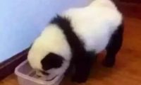 狗狗因长得太像熊猫,被警察登门拜访调查,尴尬误会让人笑喷。