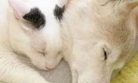16岁柴犬即将去世,猫咪时刻陪伴它,做出的反应令人泪如泉涌