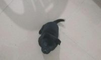 大街上流浪犬饿得直眼馋吃的,女生优柔寡断带回饲养几日后直喊崩溃