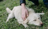 吉娃娃自学技能，把大白熊犬当马骑，在其背上坐立自如
