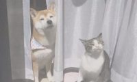 猫狗好朋友门边晒太阳 暖烘烘超舒服的感觉
