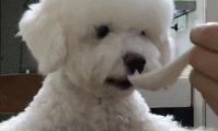 用小勺给狗狗喂饭就被斥责，为什么训犬师却立在主人这里？