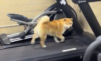 柴犬会在跑步机上跑步锻炼。网友：狗都比我自律