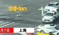 上海一只穿着背带的流浪狗找交警要吃的