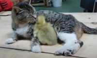 小猫夭折，猫妈妈收小鹅当孩子，甚至不惜跟大狗拼命
