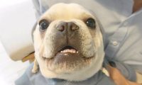养只萌宝斗牛犬是种哪些感受？如同有一个亲人，没它少了归属感