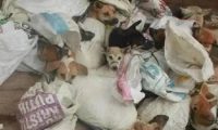 狗贩们虐杀宠物狗进行狗肉交易,是导致这里狂犬病蔓延的主要原因