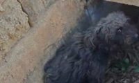 泰迪犬疑似被故意遗弃到山上，身上毛发脏乱后腿也断了