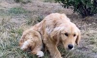 被主人打断腿自生自灭的金毛犬，历经一年，彻底改变