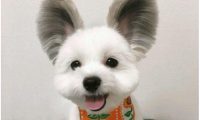 狗狗因“串串”被抛弃,卖都没人要,改造后却成了网红