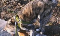 重庆恶犬伤人事件：遛狗不拴绳，逍遥法外3个月