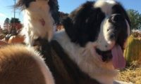根本宠物界白马王子！圣伯纳甘愿当蝴蝶犬的驮兽