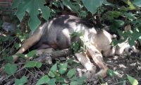 狗妈妈刚生完小狗崽就被毒死 遗留未开眼6只幼犬