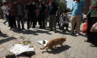 猫如此的灵活,为什么马路被压死的猫比狗多?