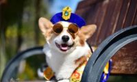 柴犬咬着一块冰的图片 | 他拒绝女店员帮柴柴装冰水后买了一份冰，接下来的画面把她暖哭了