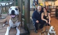 斗牛犬为陌生人挡5刀 奇迹活下来还找到新家